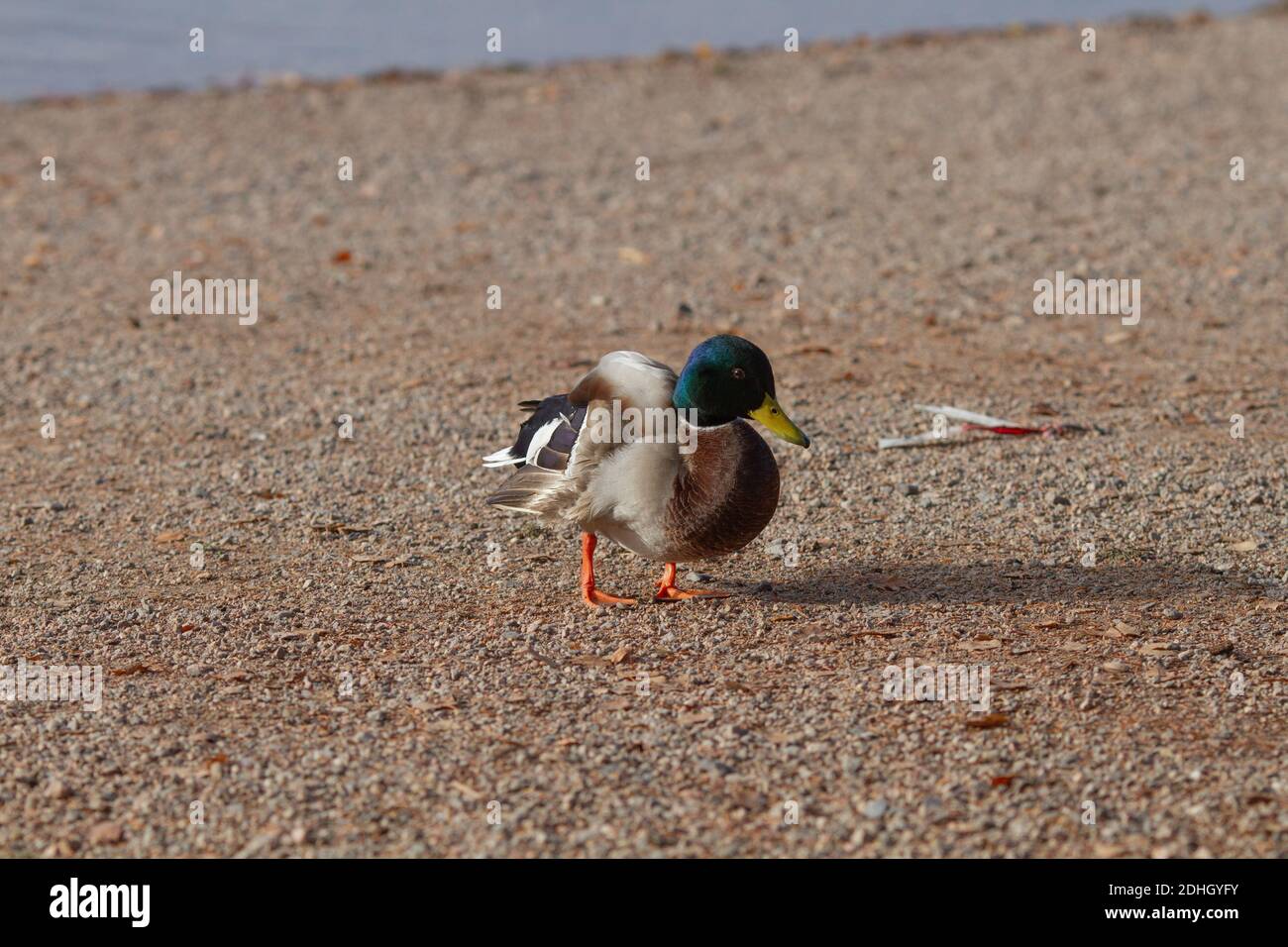 Beautiful drake of mallard duck on the shore in it`s natural enviroment on a sunny autumn day Stock Photo